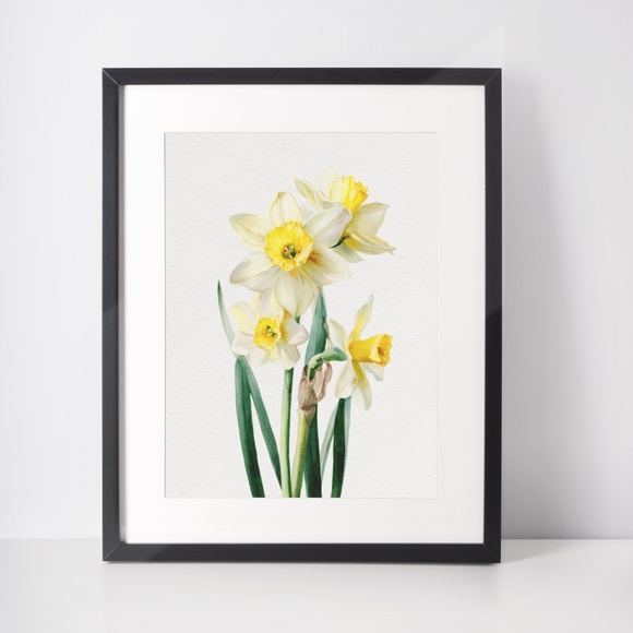 Watercolor Daffodils Flowers Wall Art Illustration Print Poster Unframed - Picture 2 of 6